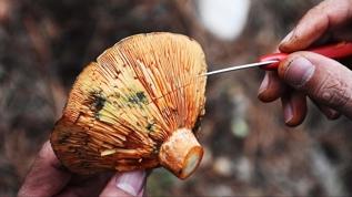 Bilim insanları shiitake mantarından çalışan bilgisayar belleği geliştirdi