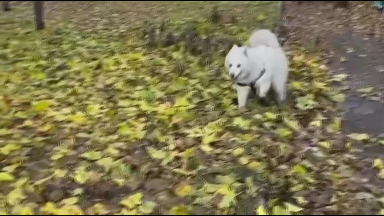 Eskişehir'de köpeğe şiddet uygulayan şahıs yakalandı