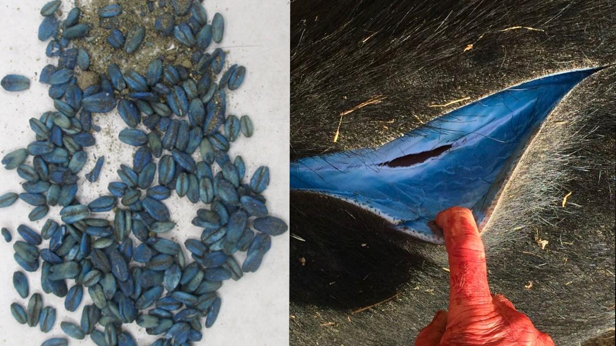 Gizli tehlike: Kaliforniya avcılarının avlarında zehirli kimyasal bulundu