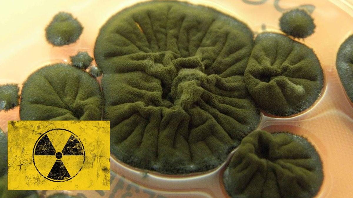 İnanılmaz keşif: Mantar radyasyondan güç alıyor
