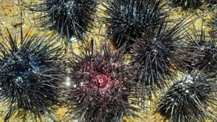 Deniz kestaneleri tamamen beyin yapısına sahip olduğu ortaya çıktı