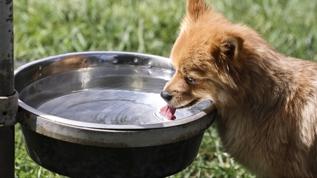 Diyabet uyarı köpekleri tıbbi cihazlardan daha hızlı kan şekeri düşüşünü tespit ediyor