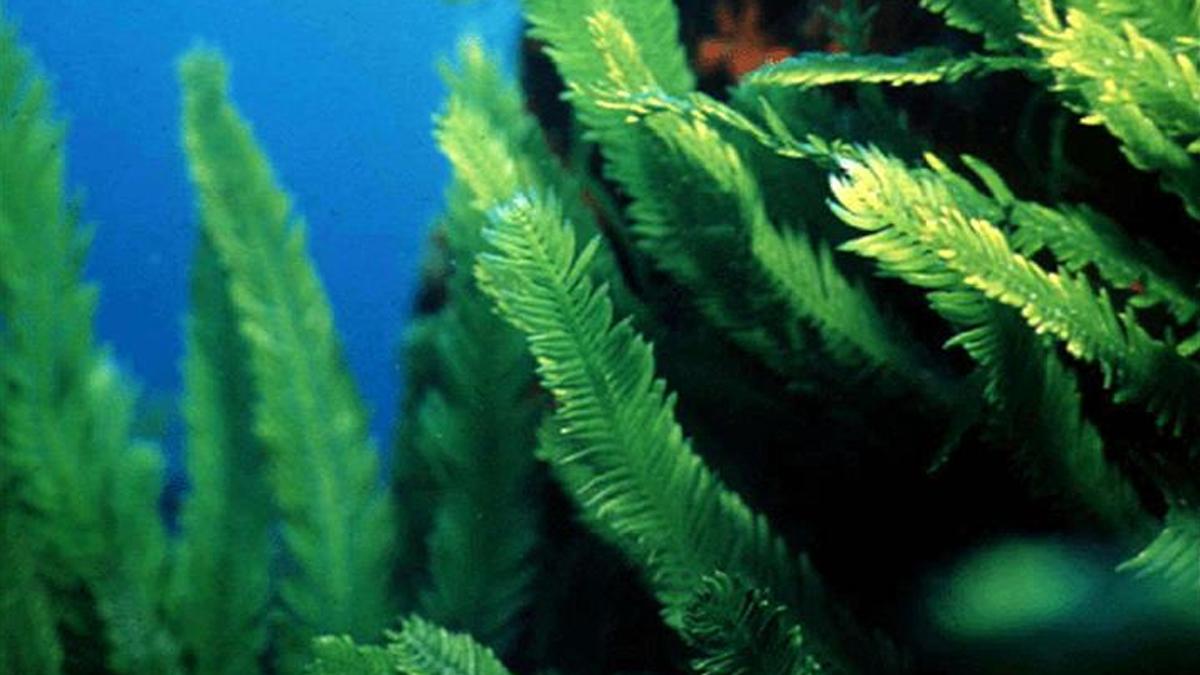 Yosun uzayda 9 ay hayatta kaldı, bilim insanlarını şaşırttı