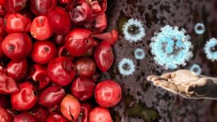 C vitamini deposu belli oldu! Portakalı üçe katlıyor, bağışıklığı koruyor