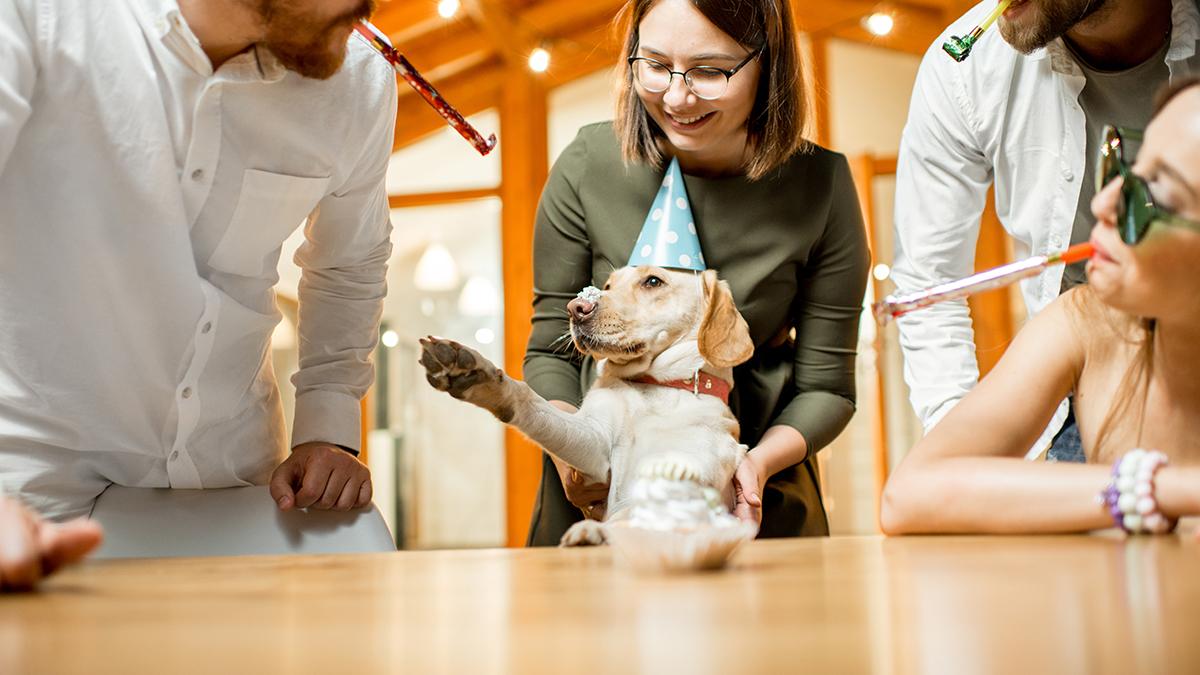 Ünlü isimler arasında artan evcil hayvan klonlaması nedir ve riskleri nelerdir?