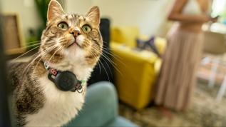 Bilim insanları kedilerin gizli geçmişini ortaya çıkardı