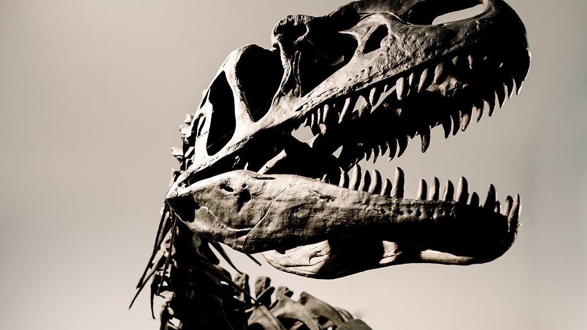 Dinozor izlerinin en büyük koleksiyonu keşfedildi