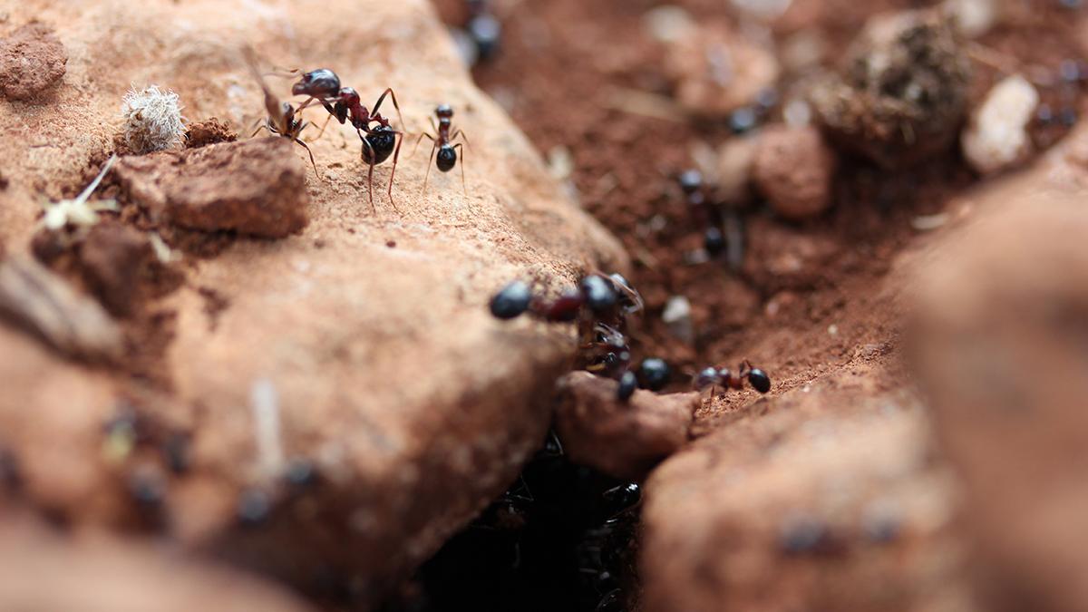 Karınca kolonisinin gizli fedakarlık sistemi ortaya çıktı