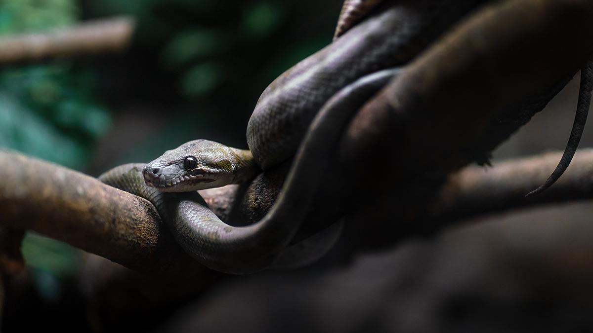 Ölümcül toksinlere karşı doğanın gizli silahı