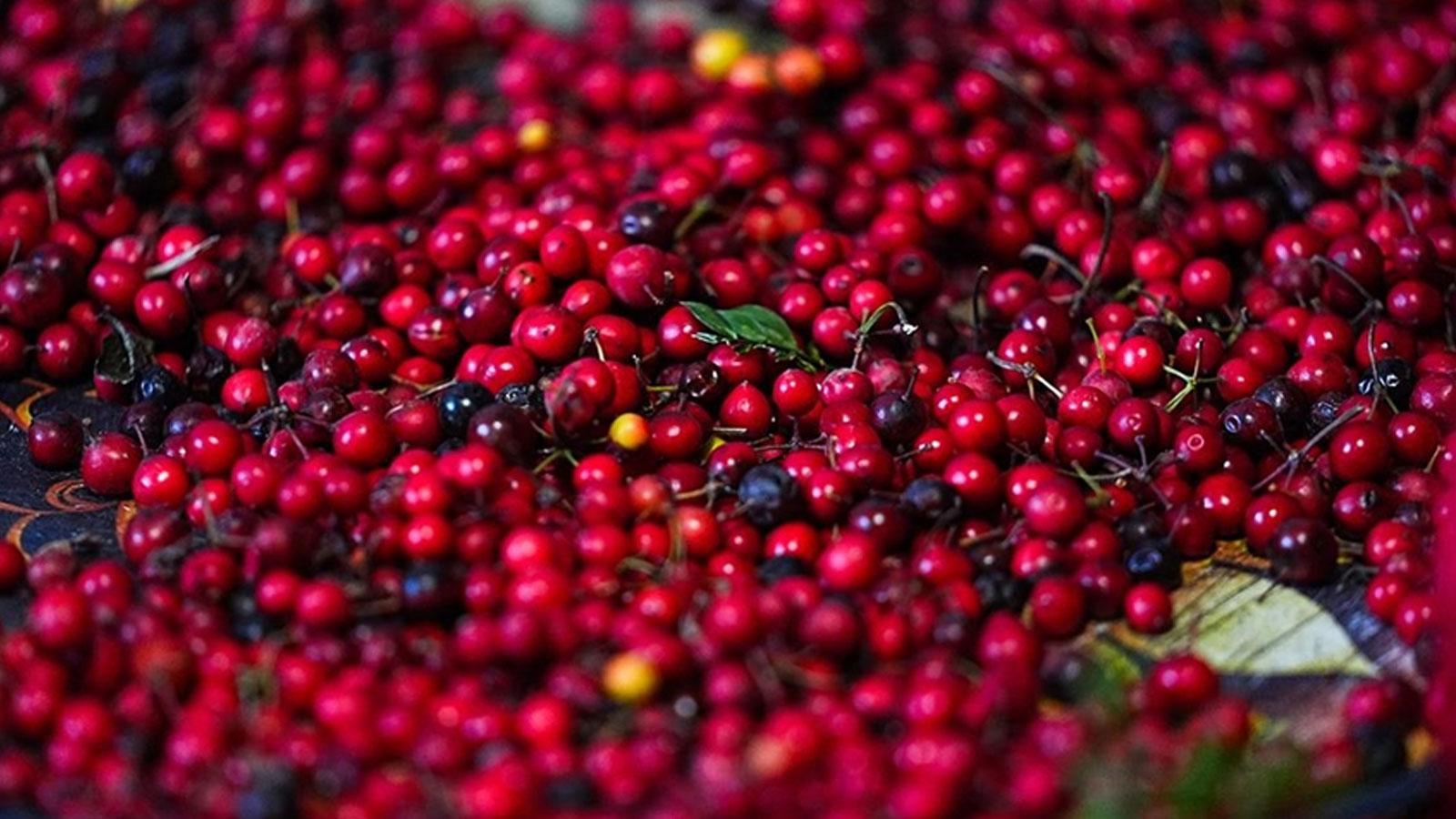 Fiyatıyla el yakıyor! Uğurlu çiçek Kokinanın zamanı geldi