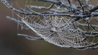 Kış ortasında avlanan örümceklerin şaşırtıcı sırrı