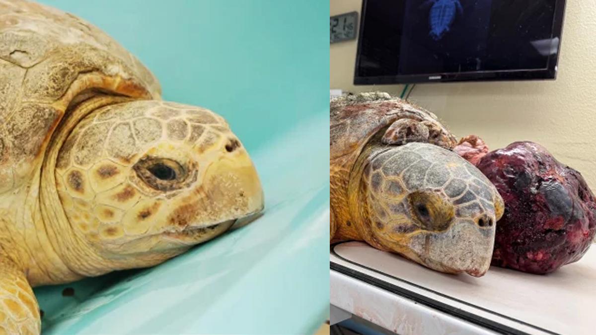 Molly kaplumbağasından 10 kiloluk tümör çıkarıldı.