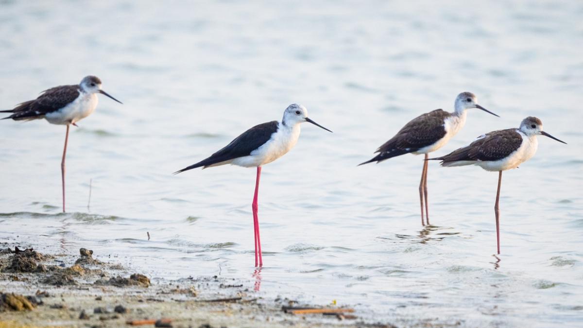 Muson rüzgarları göçmen kuşların göç yolunu kolaylaştırıyor