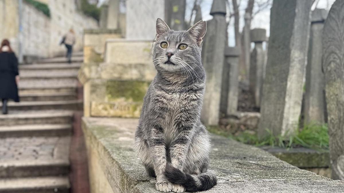 Osmanlı'dan günümüze kedilerin İstanbul hikayesi