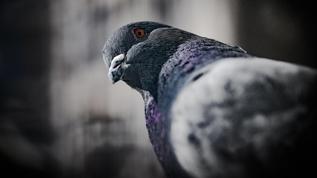 Güvercinler sadece şehir kuşu değil, onlar birer kahraman