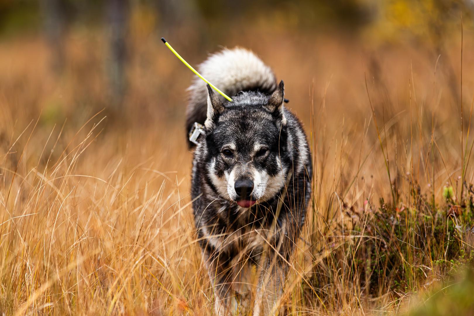 Köpek ırklarında şaşırtan sonuç! En sağlıklı tür hangisi?