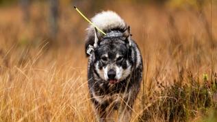 Köpek ırklarında şaşırtan sonuç! En sağlıklı tür hangisi?