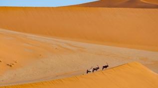 Sahra Çölü'nde kılıç boynuzlu antilop mucizesi! Soyu tükenmiş antilop geri dönüyor