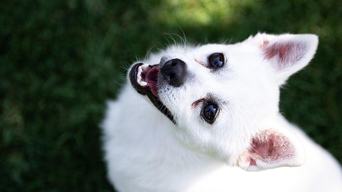 Yetenekli köpekler nesneleri işlevlerine göre sınıflandırabiliyor