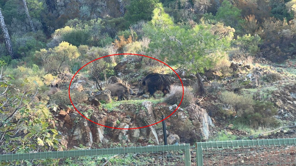 CHP'li belediyenin ilgisizliği pes dedirtti... Turizmin merkezinde domuz kabusu