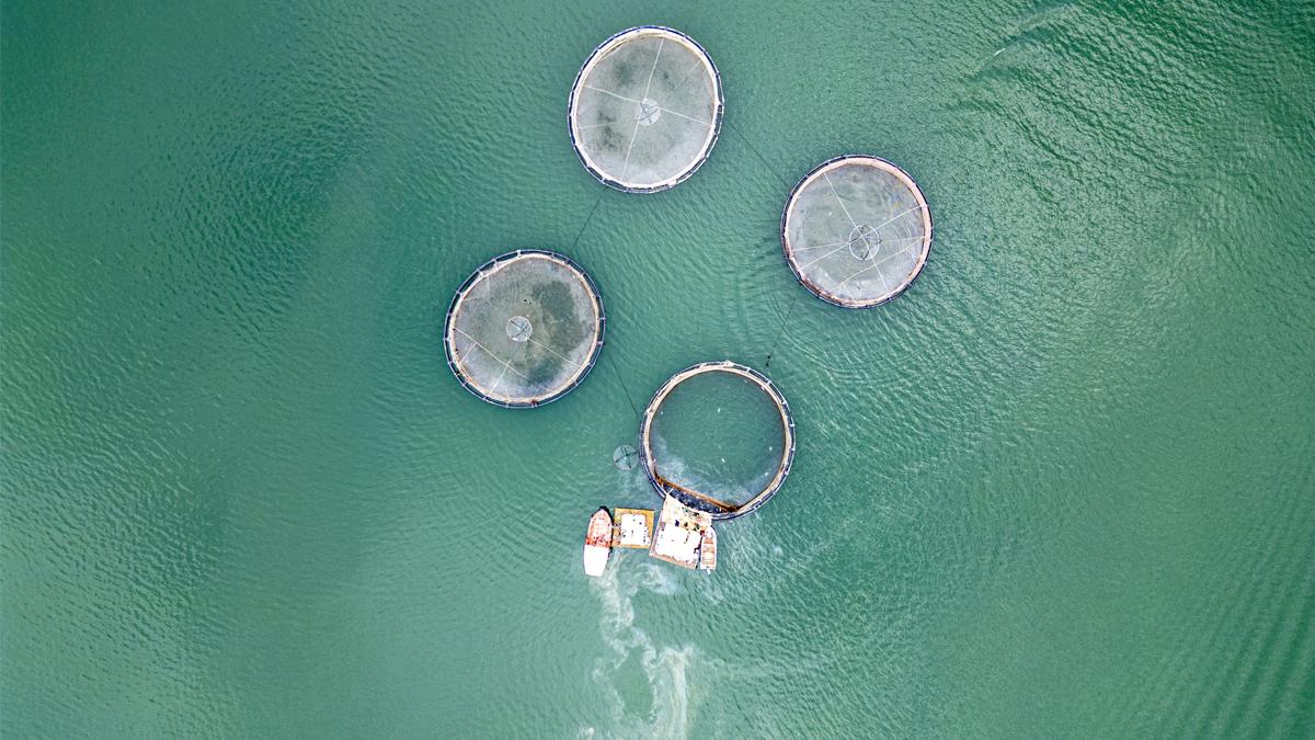 Denizi olmayan Tokat'ın somonları dünyayı fethediyor: Hedef 150 ton