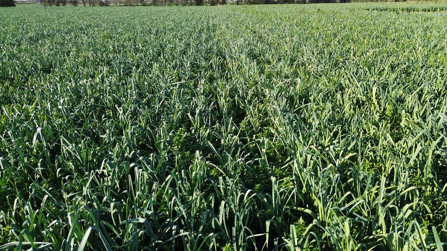 Bafra Ovası'nda pırasa hasadına başlandı