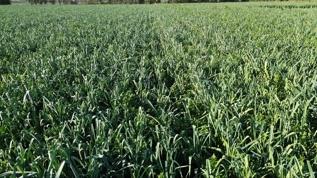 Bafra Ovası'nda pırasa hasadına başlandı