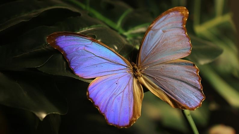Şebiarus ziyaretçileri kelebeklerin tropikal dünyasını da keşfedecek