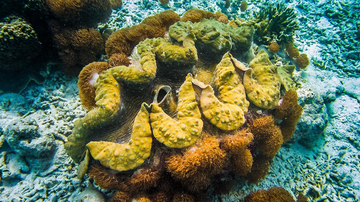 Bilim dünyasını şaşırtan keşif: Süngerler Dünya'nın ilk sakinleri olabilir mi?