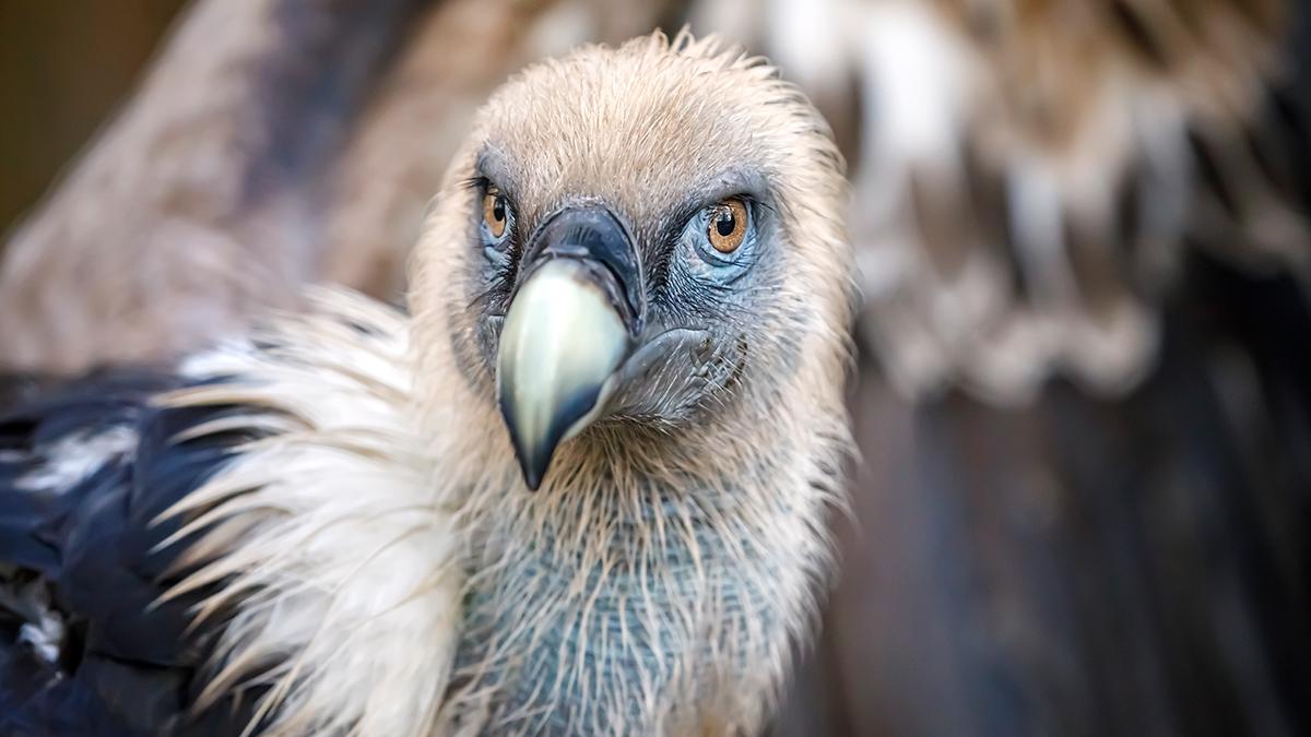 Güney İspanya'da akbabalar 674 yıllık eserlere yuva yapmış
