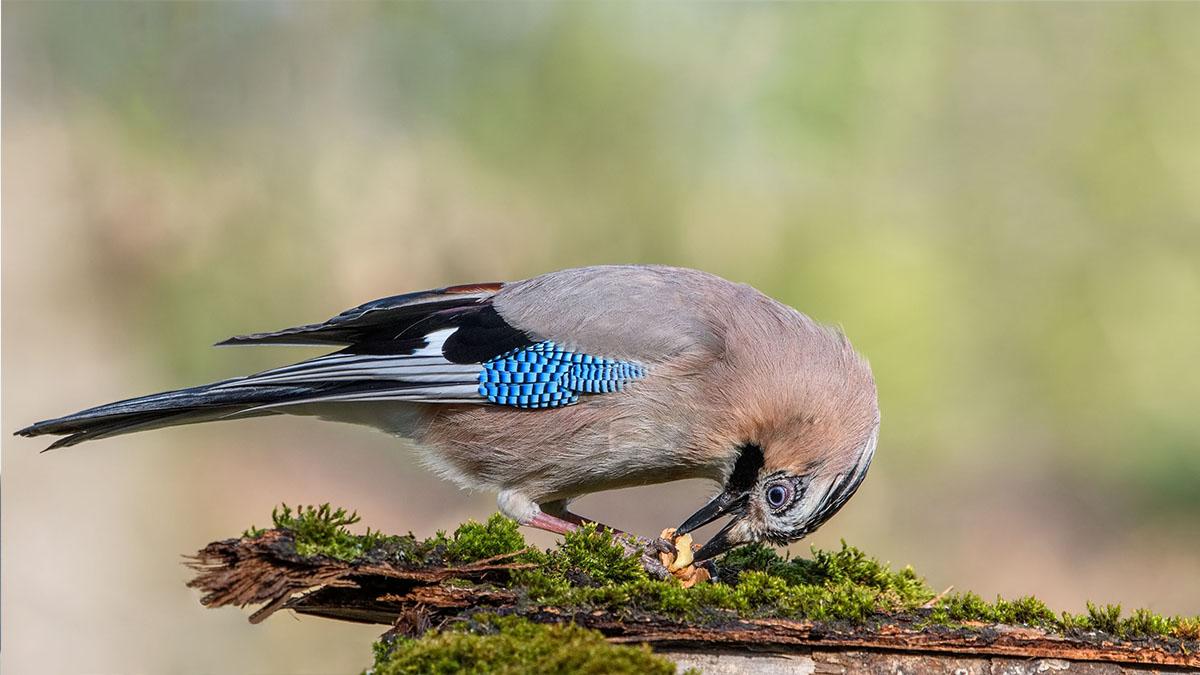 İklim değişikliği Texas'ta yeni bir kuş türü mü meydana getirdi?