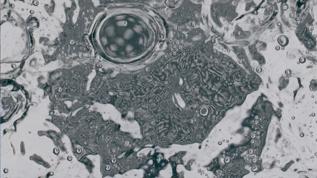 Yaşlanmayla savaşan yeni ilaç sınıfı bilim insanları tarafından keşfedildi