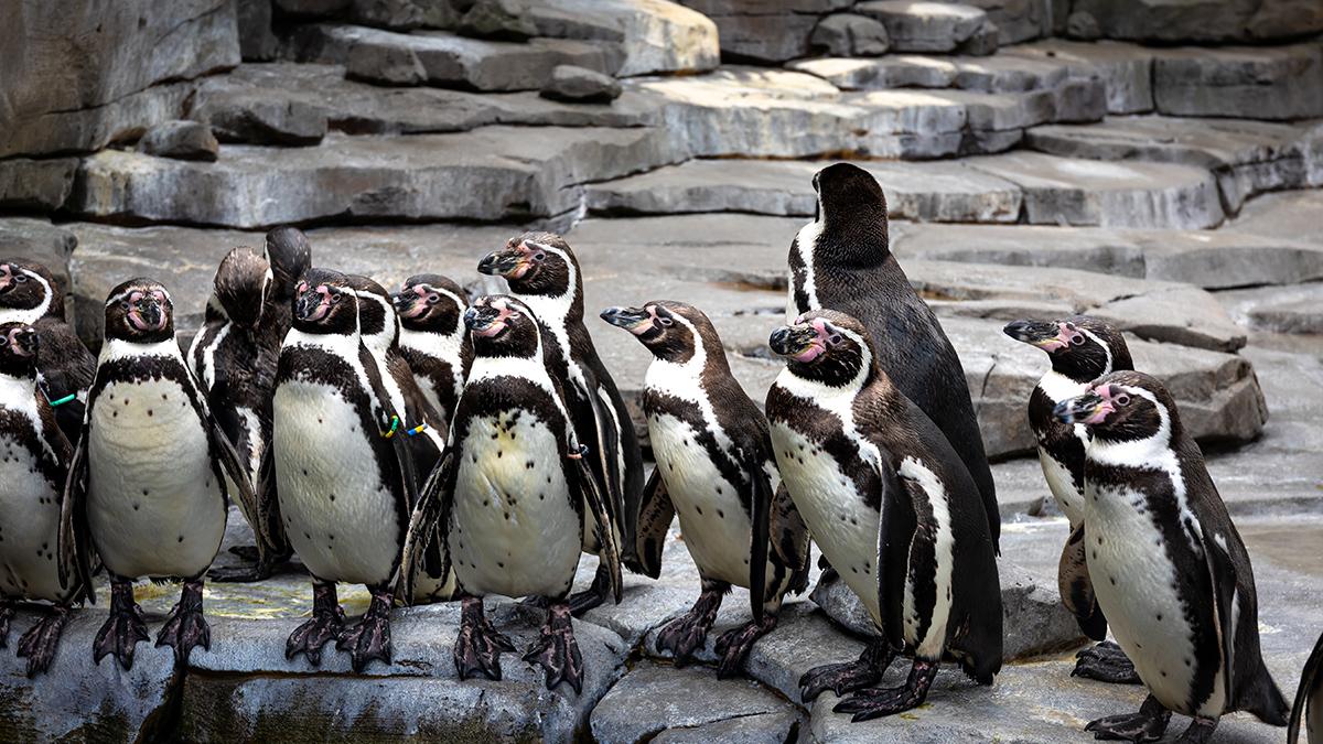 Güney Afrika'da penguenler açlıktan ölüyor