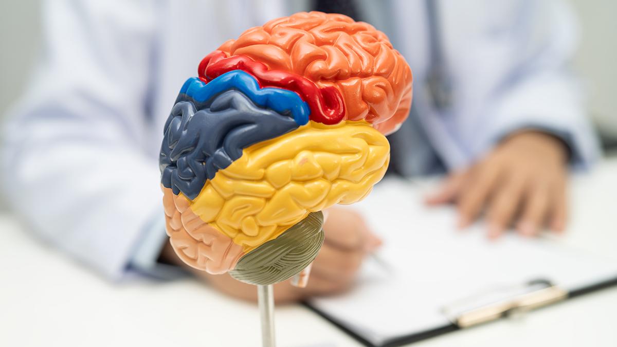 Oruç tarzı diyetin beyin ve bağırsaklarda dinamik değişikliklere yol açtığı bulundu