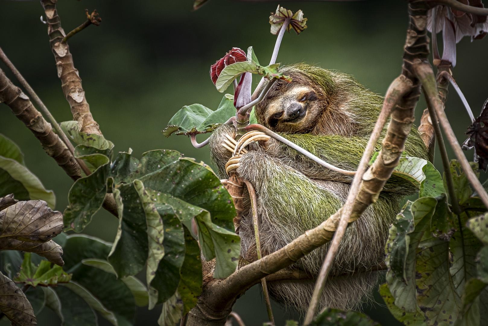 Neden bazı doktorlar tembelliği tavsiye ediyor?