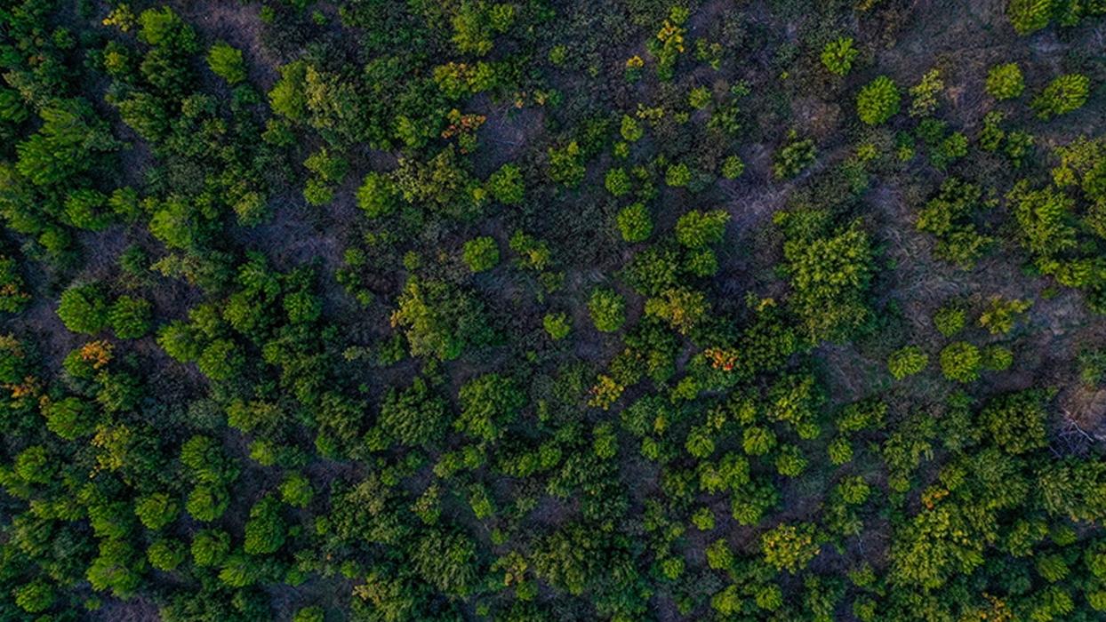 Türkiye dünyada ormanlık alanını en fazla artıran ülkeler arasında