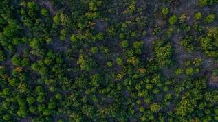 Türkiye dünyada ormanlık alanını en fazla artıran ülkeler arasında