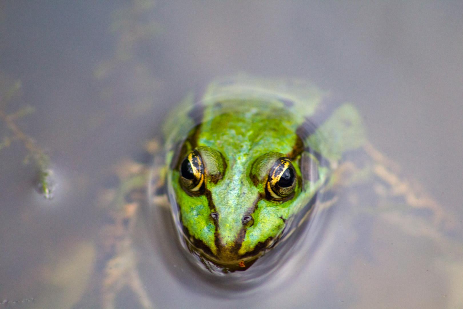 Bilim insanlarından şaşırtıcı bulgu! Kurbağalar ve katil arıların çarpıcı ilişkisi