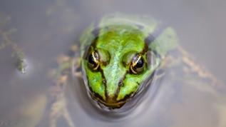 Bilim insanlarından şaşırtıcı bulgu! Kurbağalar ve katil arıların çarpıcı ilişkisi