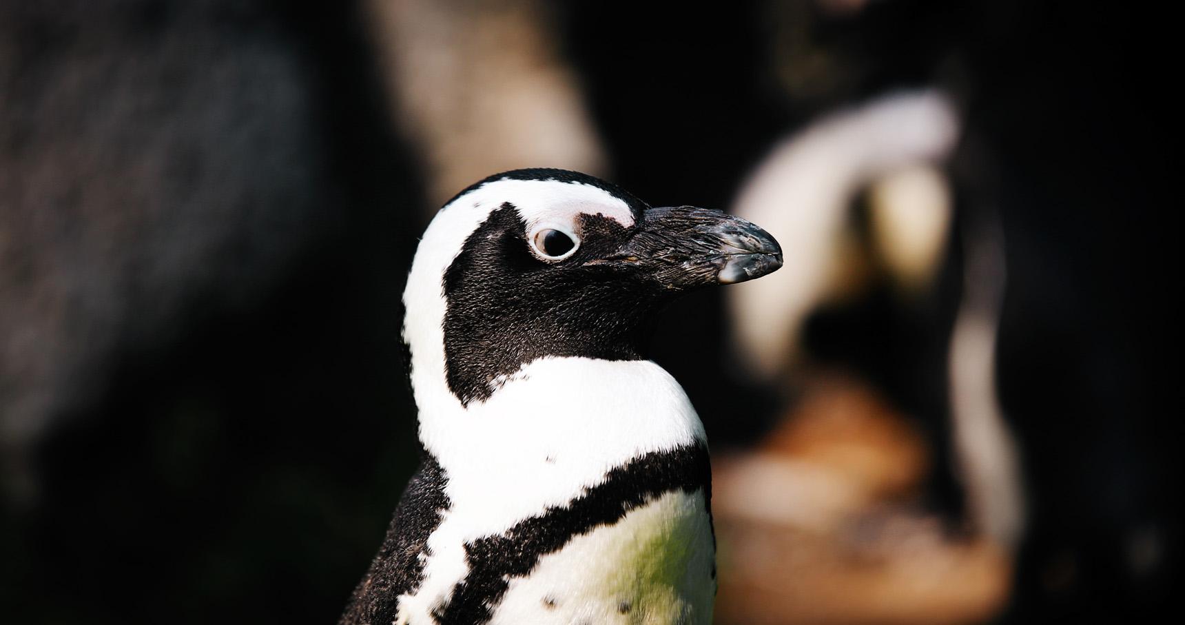 Güney Afrika penguenleri açlıktan yok olma tehdidiyle karşı karşıya