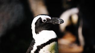 Güney Afrika penguenleri açlıktan yok olma tehdidiyle karşı karşıya