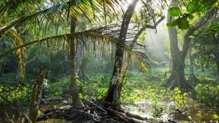 Amazon yağmur ormanlarında neler oluyor? Bilim insanları uyardı