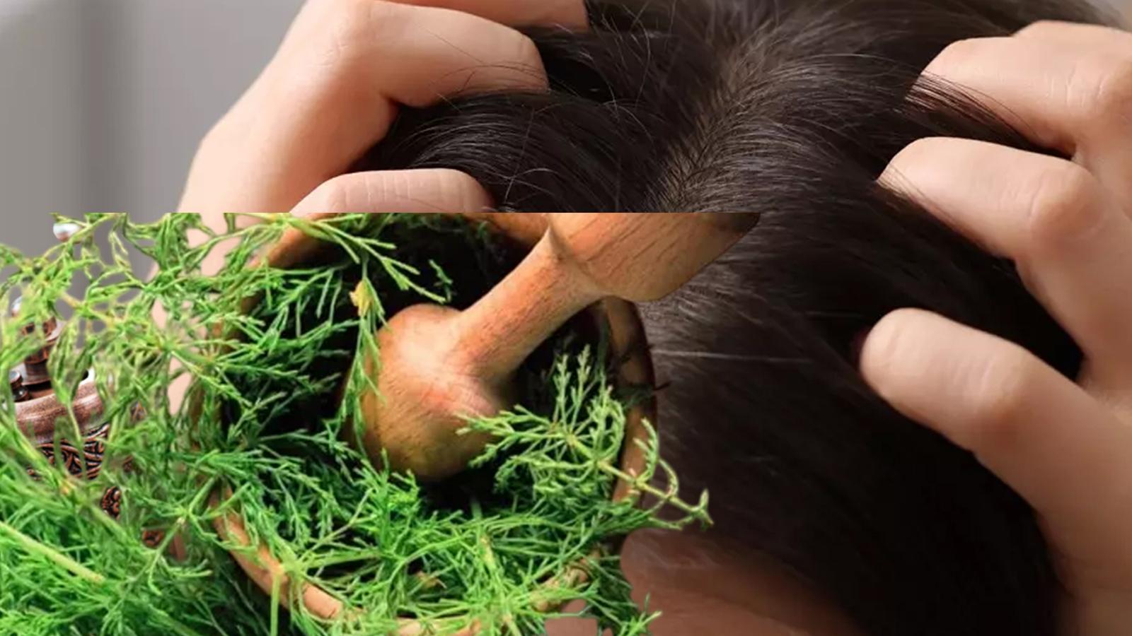 At kuyruğu yağı saç bakımında doğal çözüm sunuyor