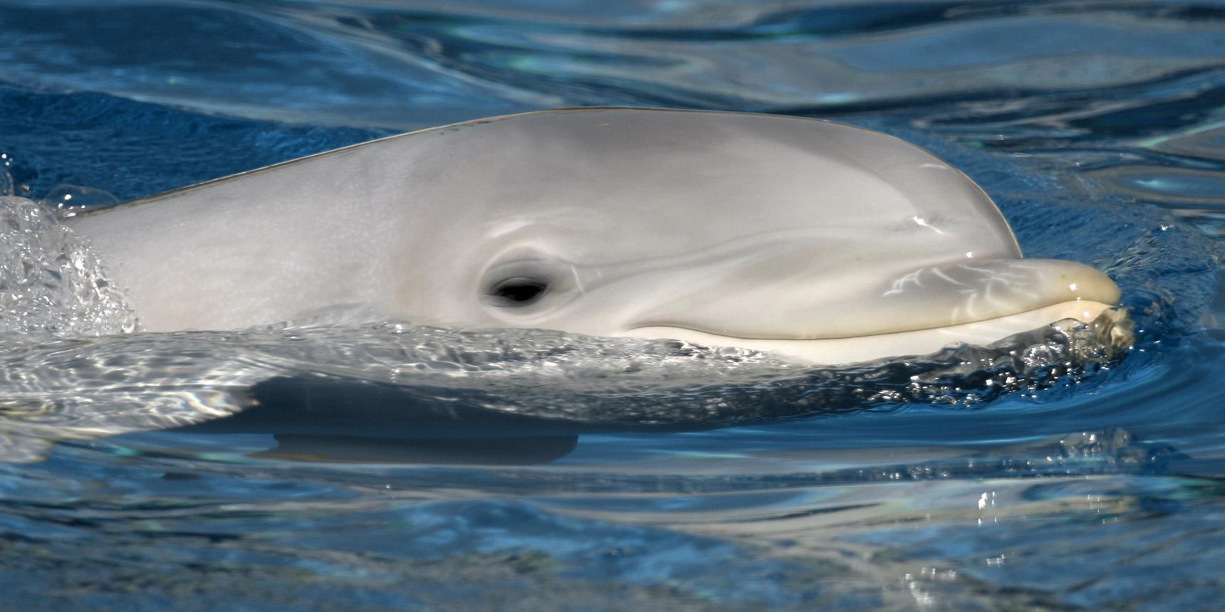 Bilim insanları yunusların gemi dalgalarında gezinme nedenini keşfetti