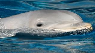 Bilim insanları yunusların gemi dalgalarında gezinme nedenini keşfetti