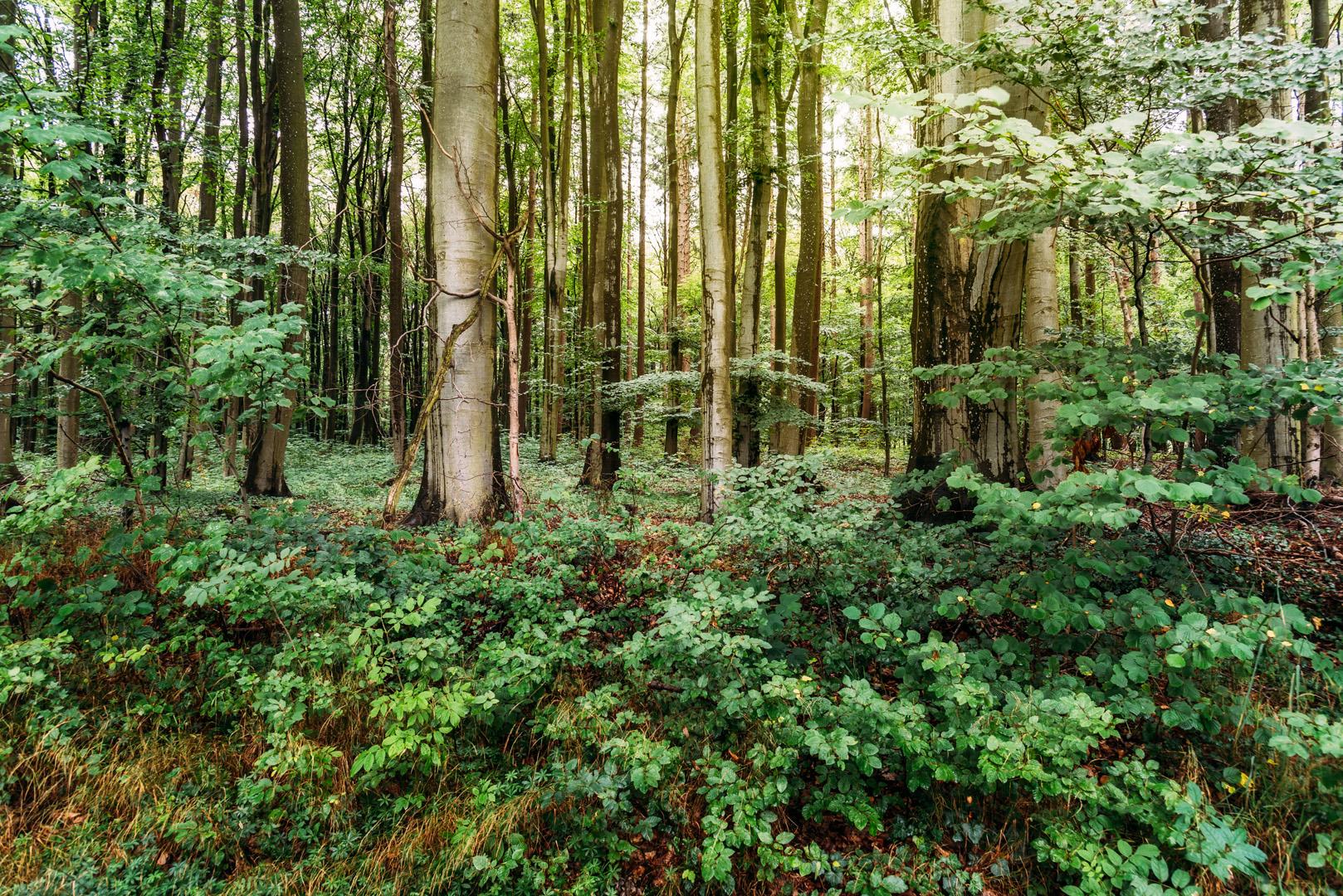 Biyofobi şehirli bireylerde toplumsal sağlığı nasıl etkiliyor?