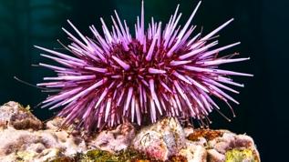 Deniz kestanesi felaketi! Gizemli pandemi resifleri tehdit ediyor