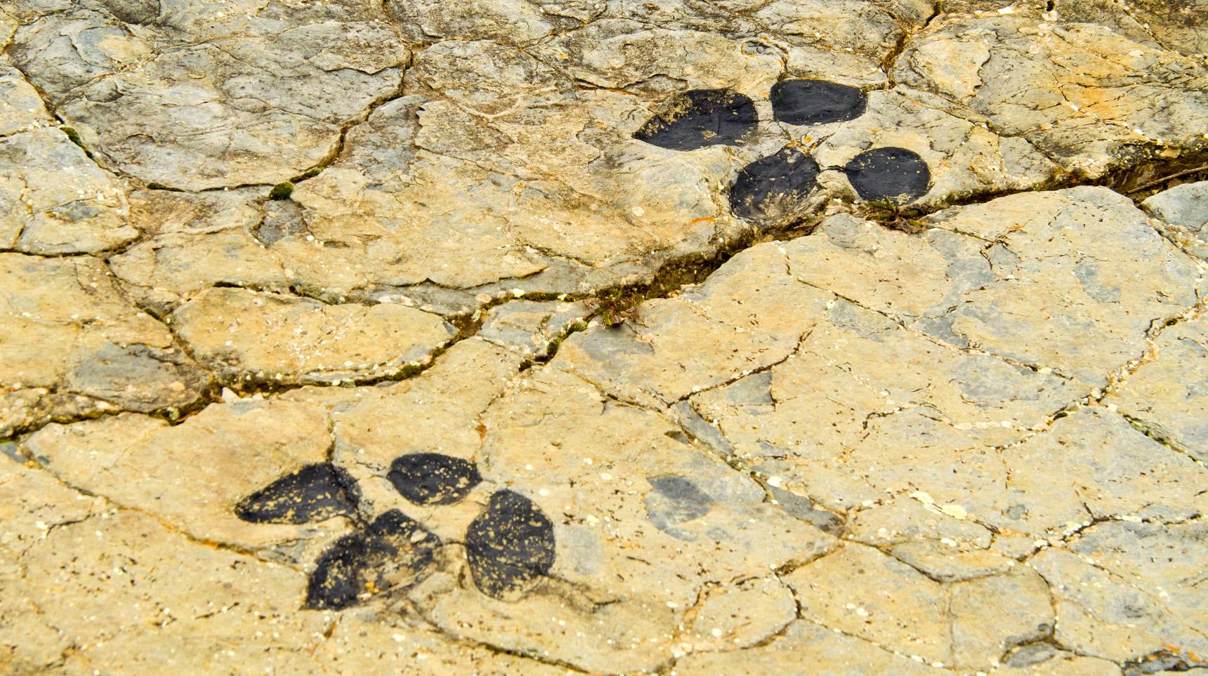 Eski kıyı şeridinde gizli kalan dinozor izlerinin sırrı çözüldü