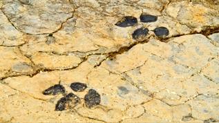 Eski kıyı şeridinde gizli kalan dinozor izlerinin sırrı çözüldü