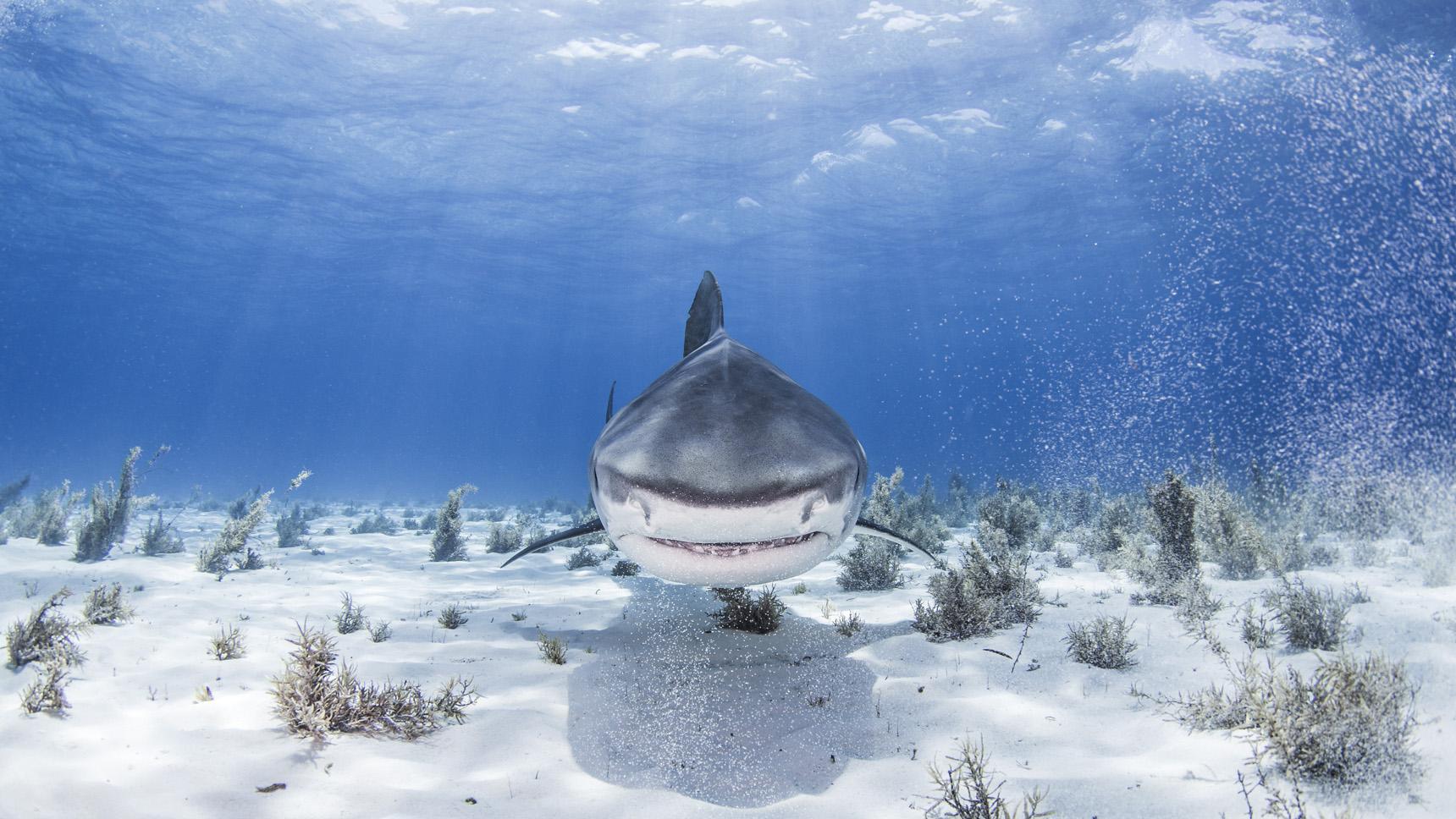 Gri hemşire köpekbalıkları kritik tehlike altında, ağlar çözüm değil